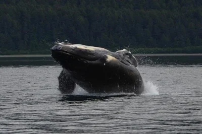 Découvrez l’excitation de l’observation des baleines à icy strait, alaska, en petit groupe, avec garantie de voir des baleines et sièges côté fenêtre pour tous. transferts inclus et horaires