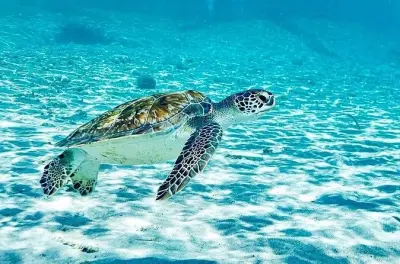 Schnorcheln an Playa Grandi: Meeresschildkröten und zwei Strände