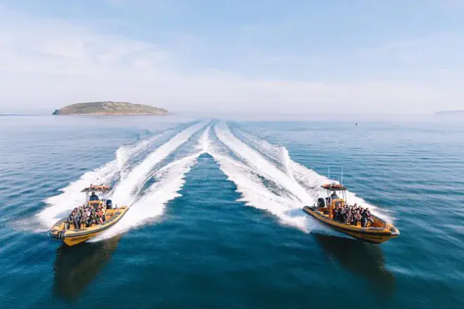 Bootstour zu Puffin Island ab Anglesey: Robben und Wildtiere