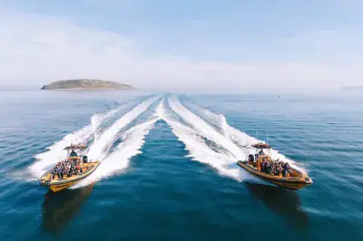 Puffin Island boat tour from Anglesey: Wildlife and seals