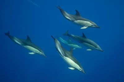 Feel the thrill of swimming with wild dolphins in the azores, guided by marine biologists. small group, respectful encounters, all gear included—book your spot.