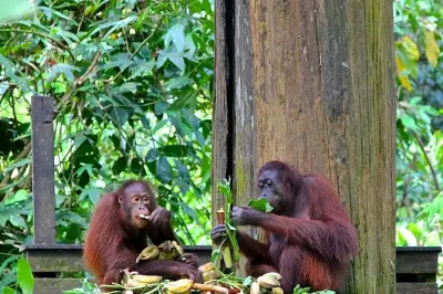Sepilok orang-outan et ours malais depuis Kota Kinabalu