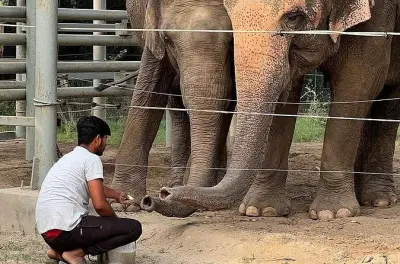 Besuch im Elephant Rescue Center ab Agra: Gerettete Elefanten