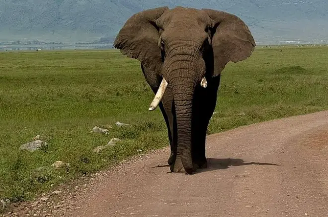 Safari privé en 4×4 au cratère de Ngorongoro depuis Arusha