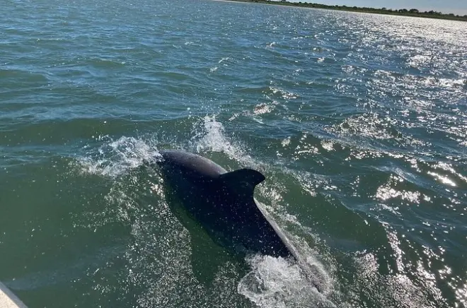 Crociera a Assateague Island da Ocean Pines: Cavalli selvaggi