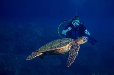 Erlebe dein erstes atemzug unter wasser in maui bei einem kleinen schnuppertauchkurs ab lahaina mit erfahrenen padi-guides. inklusive kompletter ausrüstung und elearning vorbereitung.