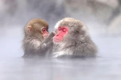 Découvrez le temple zenko-ji, savourez du saké avec les locaux et observez les singes des neiges dans leurs sources chaudes lors d’une journée inoubliable à nagano. déjeuner, entrées et guide 