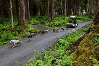 Vivez l’excitation d’une balade en traîneau dans la forêt tropicale de juneau, rencontrez des huskies de l’iditarod et profitez d’un moment câlin avec des chiots. prise en charge au télép