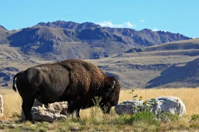 Erlebe die salzigen ebenen, entdecke wilde bisons und erkunde die historische fielding garr ranch auf diesem tagesausflug zum great salt lake mit abholung und lokalem guide.