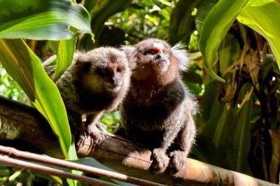 Feel the wild side of rio on a small-group hike through tijuca’s rainforest trails, with waterfalls, caves, wildlife, and city views. includes pickup & guide.