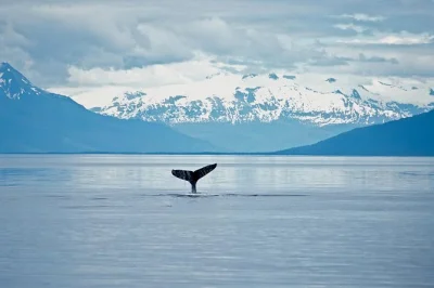 À juneau, partez en petit groupe pour observer les baleines à bosse avec garantie de les voir, transfert aller-retour depuis le terminal de croisière et collations incluses.
