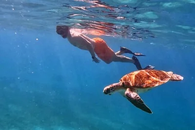 Swim with turtles in aruba on a private snorkeling trip, guided by locals and filmed for you. includes all gear, lifeguard guide, and a pro-edited video to keep.