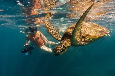 Swim with turtles in rarotonga using a sea scooter, guided by locals. includes equipment, eco insights, and supports turtle conservation. reserve your spot early.