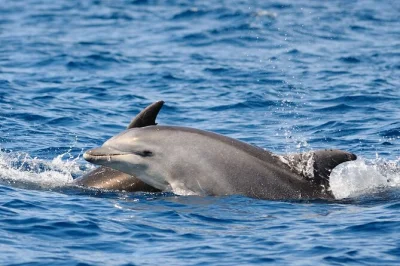 Watch dolphins play near anna maria island, spot sea turtles and eagles, and cruise with a local guide. includes 2-hour tour and expert wildlife insights.