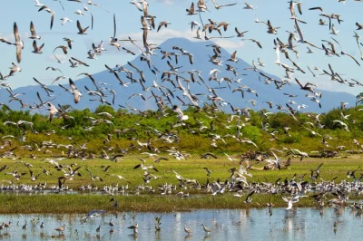 Wake up to birdsong in el salvador’s forests, spot rare motmots & trogons, and explore volcanic craters with a biologist guide—hotel pickup included.