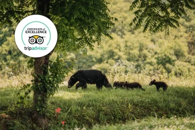Feel the wild side of banff with a small group, backroad wildlife tour, panoramic viewpoints, and local stories. includes pickup and expert guide.