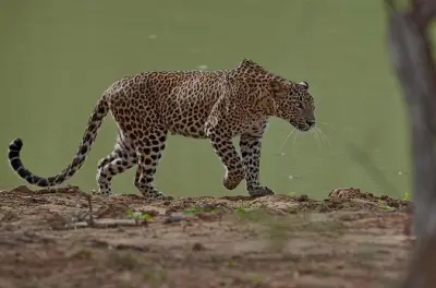 Yala Safari & Shuttle: Leoparden beobachten mit Küsten-Transfer