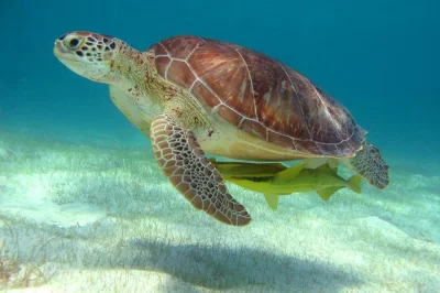 Swim with sea turtles in akumal, snorkel a yucatan cenote, and wander jungle trails with a bilingual guide. includes pickup, gear, and fresh empanadas.
