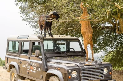 Feel the wild side of crete on a land rover safari from heraklion, tasting raki in kastamonitsa and sharing lunch in a lassithi tavern. includes pickup & wine.