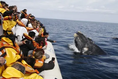 Avistamiento de ballenas en Puerto Madryn: Península Valdés todo el día