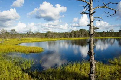 Feel the wild side of estonia on a lahemaa day trip—walk the viru bog, see waterfalls, and visit manor houses in a small group with local guide and transport included.