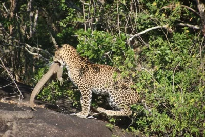 Feel the thrill of yala at dawn—early entry for leopard sightings, breakfast in the wild, and expert local guides. includes safari jeep, binoculars, and pickup.