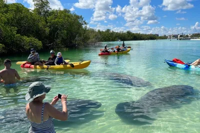 Erkunde estero bay im klaren kajak oder auf dem paddleboard, entdecke delfine und gehe durch versteckte mangroven-tunnel. inklusive karte, schwimmweste und drybag für dein abenteuer.