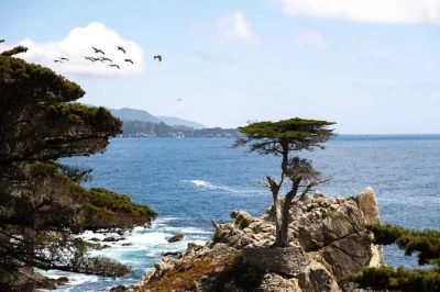 Erlebe frische meeresluft bei einer kleingruppentour von san francisco nach monterey, 17-mile drive und carmel. inklusive eintritt, guide und abholung für eine entspannte küsten-auszeit.