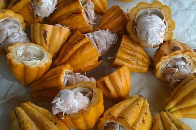 Entdecke kauais princeville botanical gardens mit einem lokalen guide, genieße frische tropische früchte, honig direkt aus dem bienenstock und eine exklusive schokoladenverkostung.