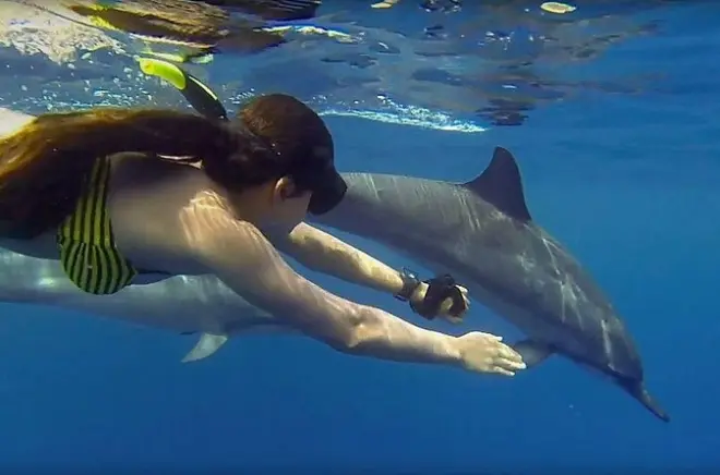 Mnemba : Snorkeling avec dauphins et tortues marines aux récifs