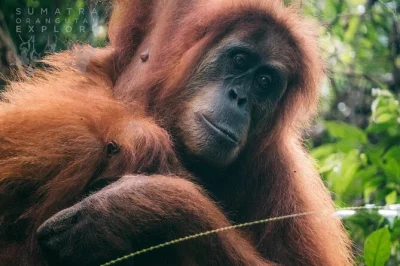 Despierta con los sonidos de la selva de sumatra, camina con guías expertos, avista orangutanes y regresa flotando en tubing por el río. incluye comidas, permisos y equipo de campamento.