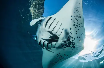Certificación de buceo en aguas abiertas de 3 días en Nusa Lembongan
