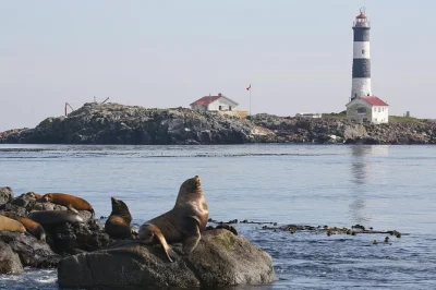 Erlebe eine walbeobachtungstour ab victoria mit lokalen guides. entdecke orcas, robben, seelöwen & adler im salish sea. inklusive bord-wc & naturschutz-unterstützung.