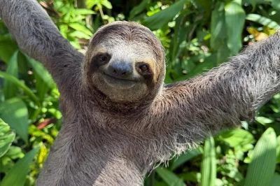 Watch monkeys and sloths up close in manuel antonio, walk lush trails with a local guide, and end the day relaxing on white sand beaches. includes photos and drinks.