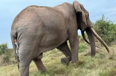 3-tägige Masai Mara Safari ab Nairobi: Big-5-Wildbeobachtung