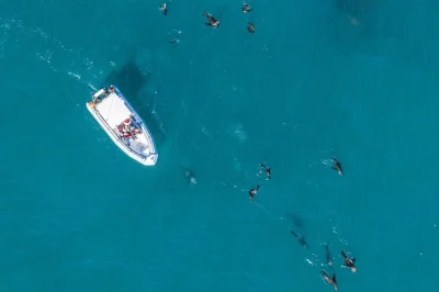 Feel the atlantic breeze on a cape town ocean wildlife boat tour. spot dolphins, seals, and more with a hands-on local skipper. includes 2-hour trip & guide.