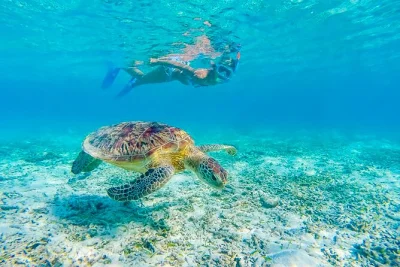 Nade com tartarugas-verdes no turtle canyon, explore os recifes de waikiki, relaxe em um catamarã e aproveite a equipe experiente—equipamento e lanche inclusos.