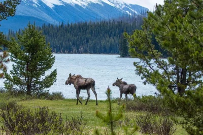 Feel the wild side of jasper with a guided wildlife tour, shoreline walk at medicine lake, and a lakeside hike at maligne lake. includes pickup & expert guide.