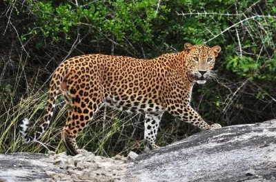 Yala Safari from Galle to Ella: Spot Sri Lankan Leopards