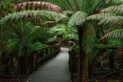 Découvrez l’air frais des grottes de hastings, marchez au-dessus des arbres centenaires à tahune airwalk et savourez du cidre lors d’une journée complète au départ de hobart avec prise en cha