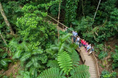 Erlebe den daintree regenwald ab cairns oder port douglas. inklusive flusskreuzfahrt, geführtem regenwaldspaziergang, strandspaziergang am cape tribulation, mittagessen und lokalem eis.