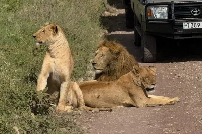 Safari 6 jours en Tanzanie : Serengeti, Ngorongoro et les Big Five