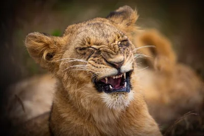 Scopri nairobi selvaggia: avvista leoni, giraffe e rinoceronti in un safari 4x4, visita il vivace mercato maasai e crea le tue perline. pickup dall’hotel incluso.