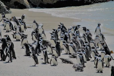 Watch african penguins at boulders beach, cruise chapman's peak drive, and relax on the sand. includes hotel pickup, bottled water, and all entry fees.