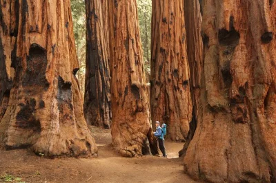 Erlebe die riesigen mammutbäume im sequoia nationalpark, spaziere unter dem tunnel log und genieße ein picknick auf der crescent meadow – kleine gruppe ab three rivers, inkl. mittagessen & parkein