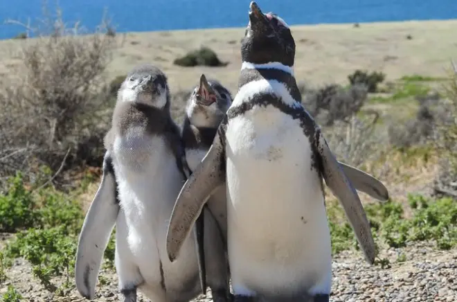 Vida selvagem em Punta Tombo e Isla Escondida desde Puerto Madryn
