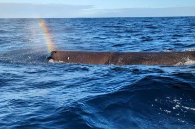 Start before sunrise in mauritius for whale watching and swimming with dolphins, guided by a local crew. includes private boat, snorkeling gear, drinks, and snacks.
