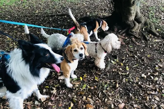 Dog shelter hike and Greek cooking class in Skiathos