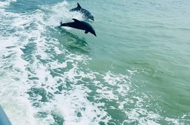 Passeio na baía de South Padre Island para ver golfinhos ao pôr do sol