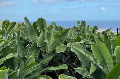 Step into a working banana farm near las palmas, explore a historic canarian house, and try banana wine and local jams. includes tastings and easy parking.